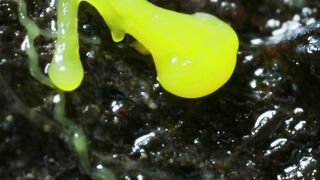 fungi and slime mold Timelapse