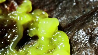Fungi and slime mold Timelapse